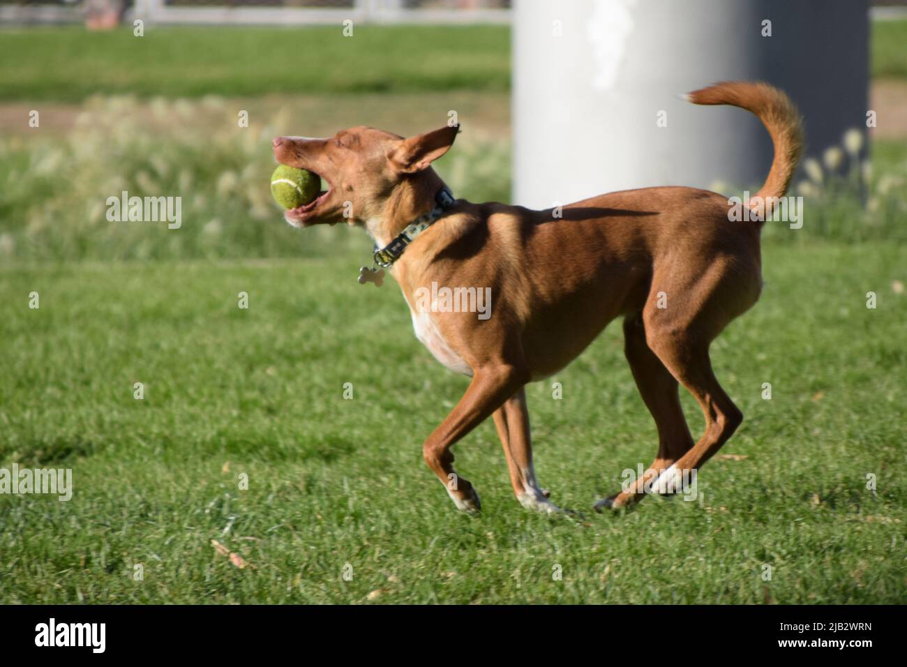 Il cane del Podenco gioca con la palla in un parco. Foto Stock
