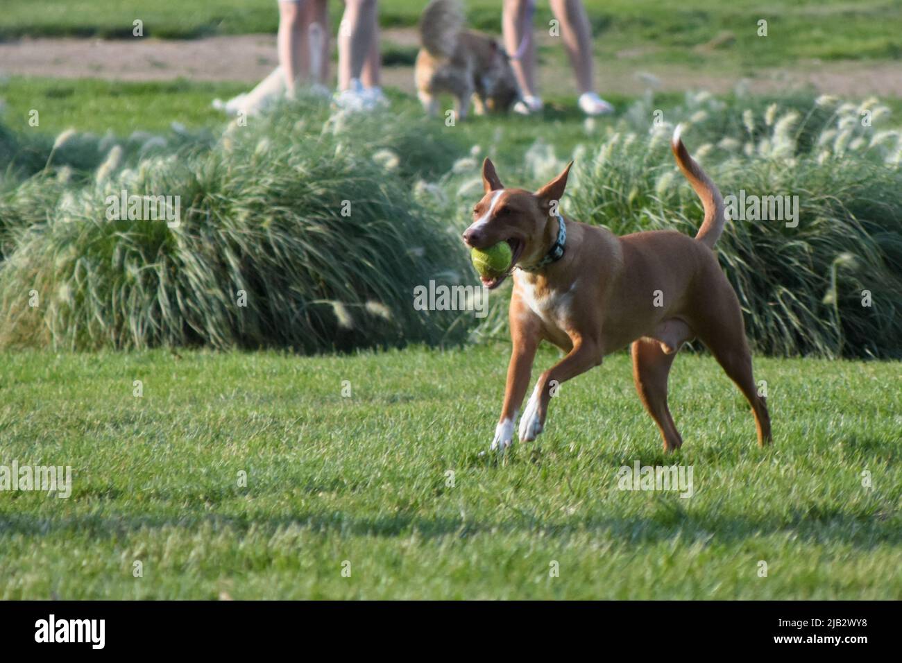 Il cane del Podenco gioca con la palla in un parco. Foto Stock