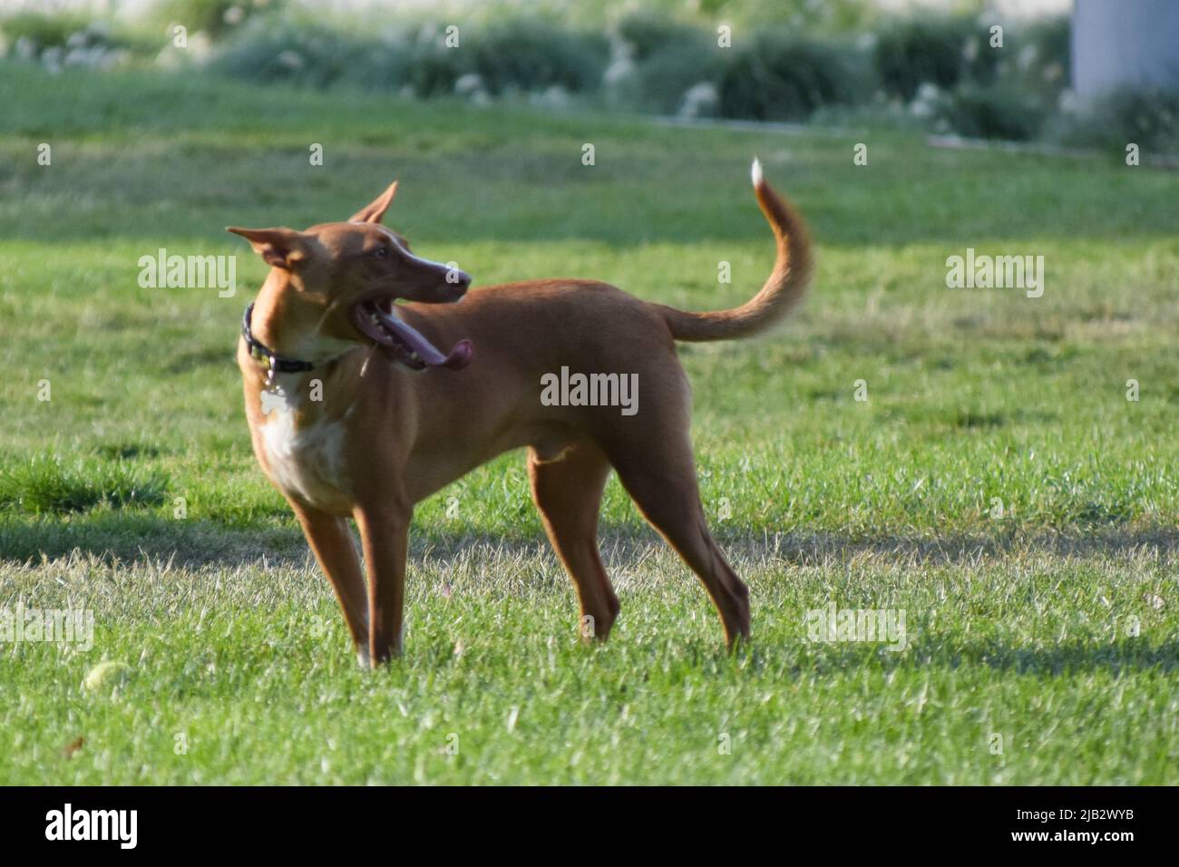 Il cane del Podenco gioca con la palla in un parco. Foto Stock