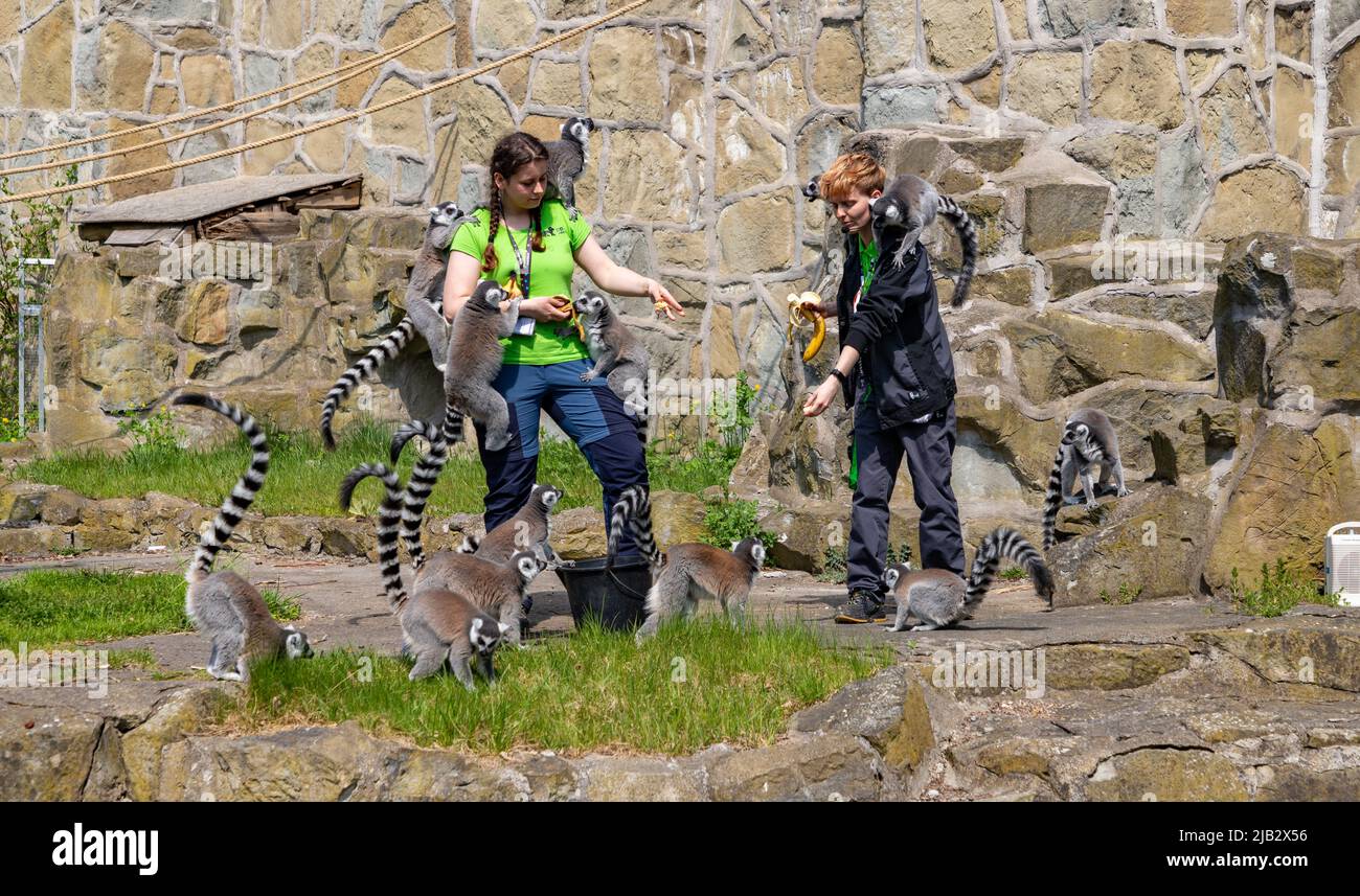 Una foto di un gruppo di lemuri ad anello che vengono nutriti dai loro custodi all'Orientarium ZOO Łódź. Foto Stock