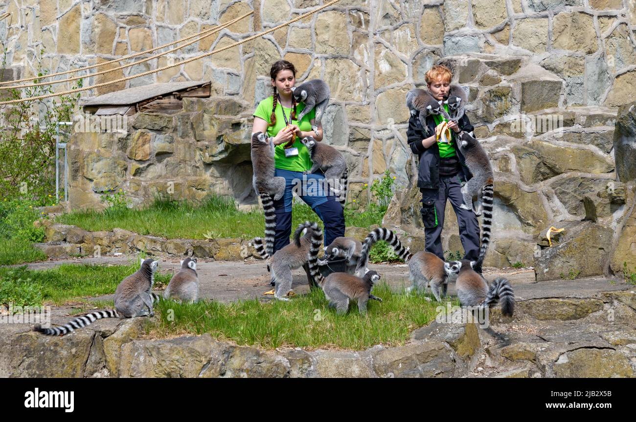Una foto di un gruppo di lemuri ad anello che vengono nutriti dai loro custodi all'Orientarium ZOO Łódź. Foto Stock
