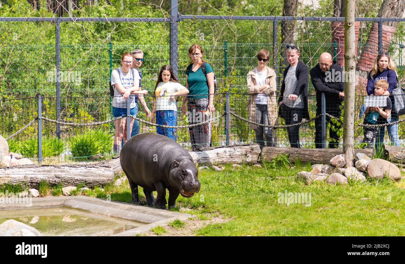 Una foto di un Ippopotamo di Pigmy che è stato osservato da alcune persone all'Orientarium ZOO Łódź. Foto Stock