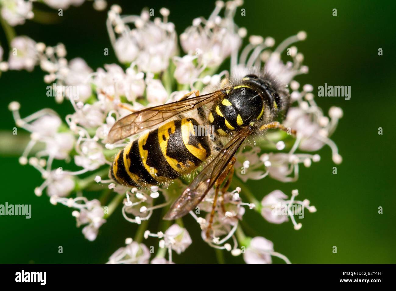Una vespa comune (Vespula vulgaris) che si nutrono di fiori a Hawthorn Hive, Contea di Durham, Regno Unito Foto Stock