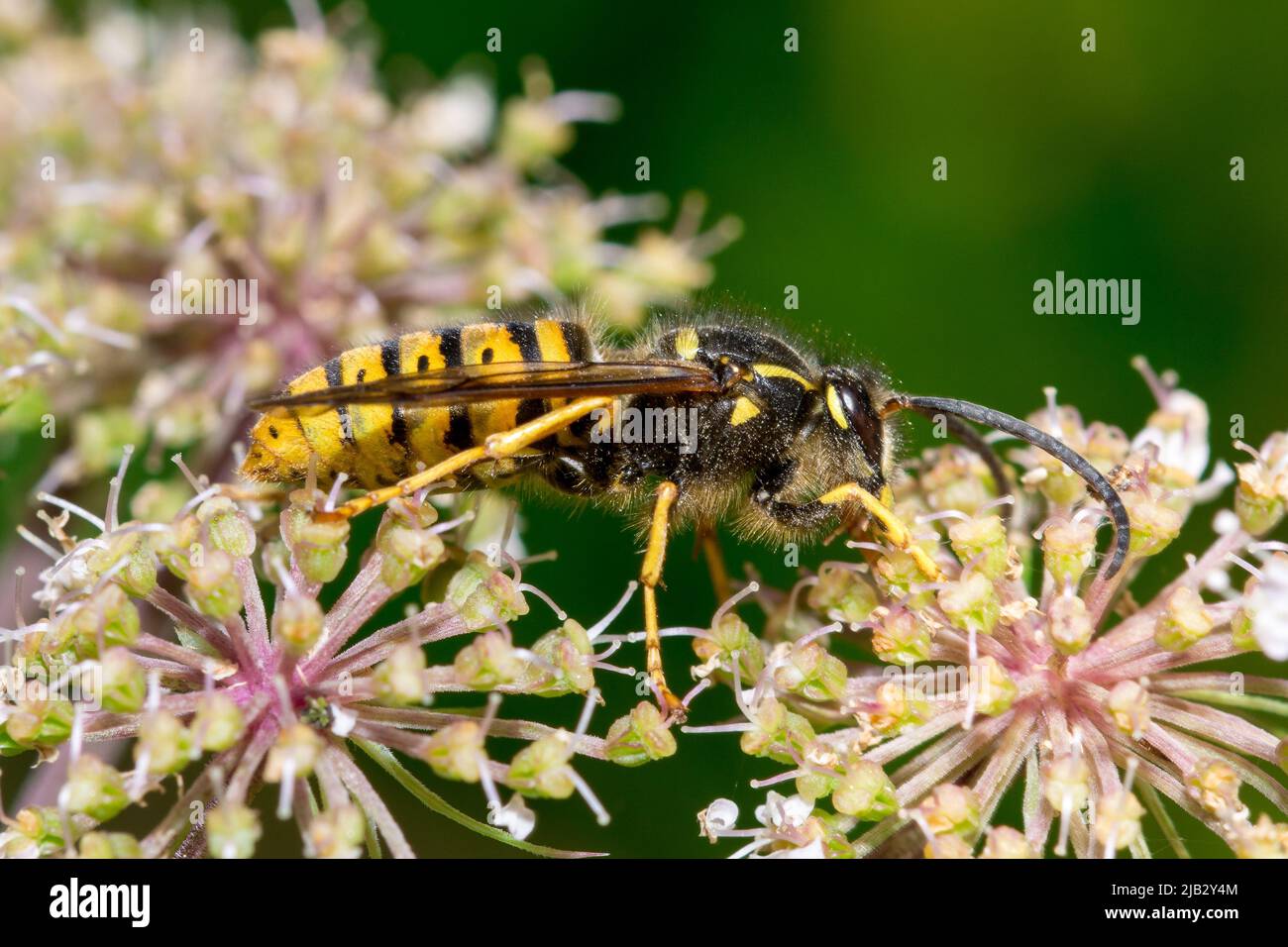 Una vespa maschile (Dolichovespula saxonica) che si nucinque di fiori selvatici a Hawthorn Hive, County Durham, UK Foto Stock