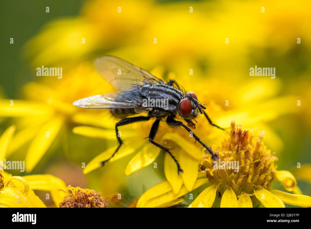 Una mosca di carne (Sarcofagidae) che riposa su fiori selvatici. Preso a Hawthorn Hive, County Durham, Regno Unito Foto Stock