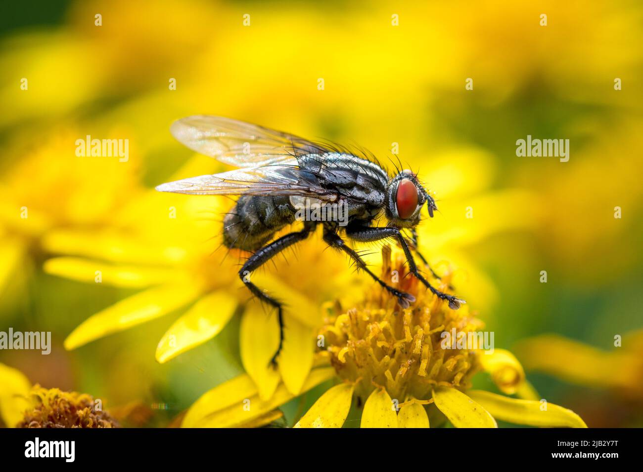 Una mosca di carne (Sarcofagidae) che riposa su fiori selvatici. Preso a Hawthorn Hive, County Durham, Regno Unito Foto Stock