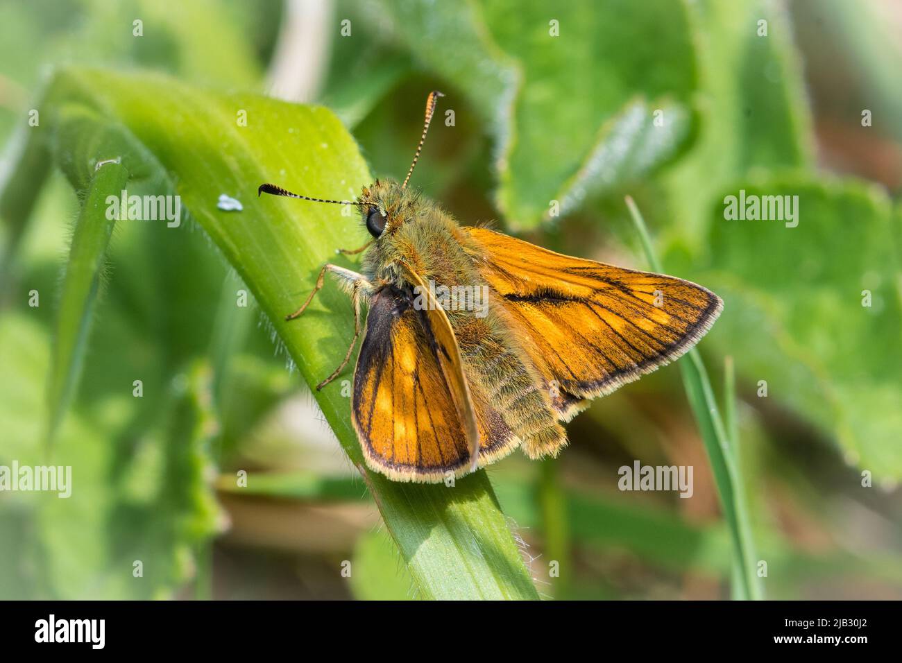 Una grande farfalla skipper (Ochlodes sylvanus) presso la riserva naturale di Tunstall Hills, Sunderland, Inghilterra nord-orientale Foto Stock