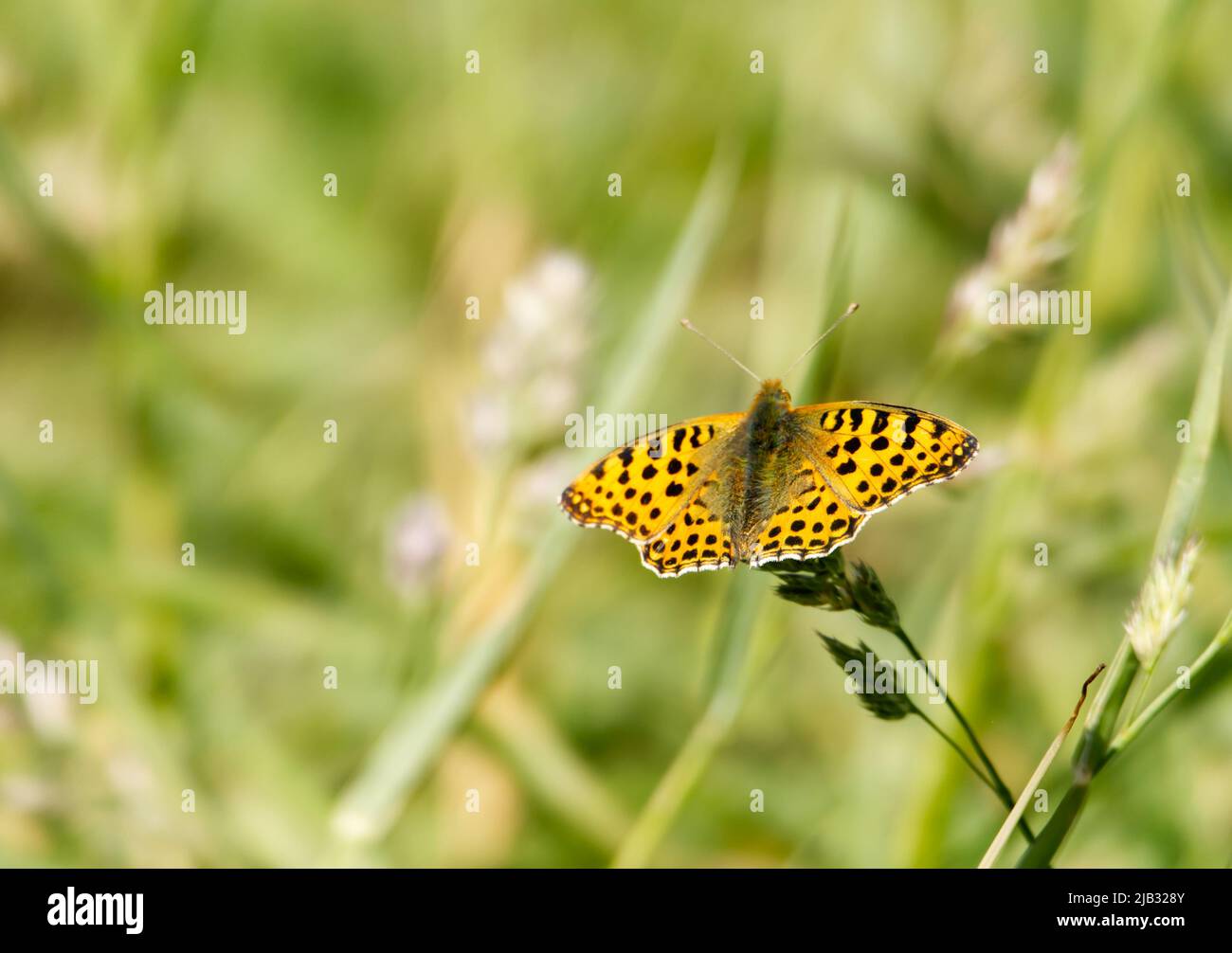 Una Regina di Spagna Fritillary Butterfly (Issoria lathonia) che si diletta sull'erba in un prato nel Limburgo del Sud, Paesi Bassi. Spazio di copia. Foto Stock