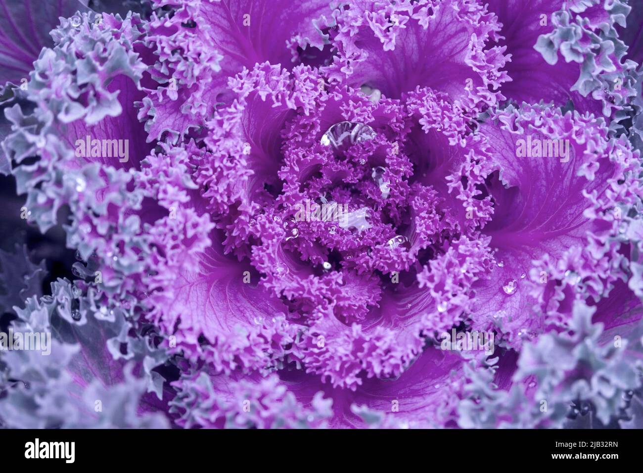 Purplecabbage ornamentale colorato coperto con gocce di rugiada o pioggia. Sfondo floreale astratto. Messa a fuoco selettiva. Varie acephala o brassica oleracea. Foto Stock
