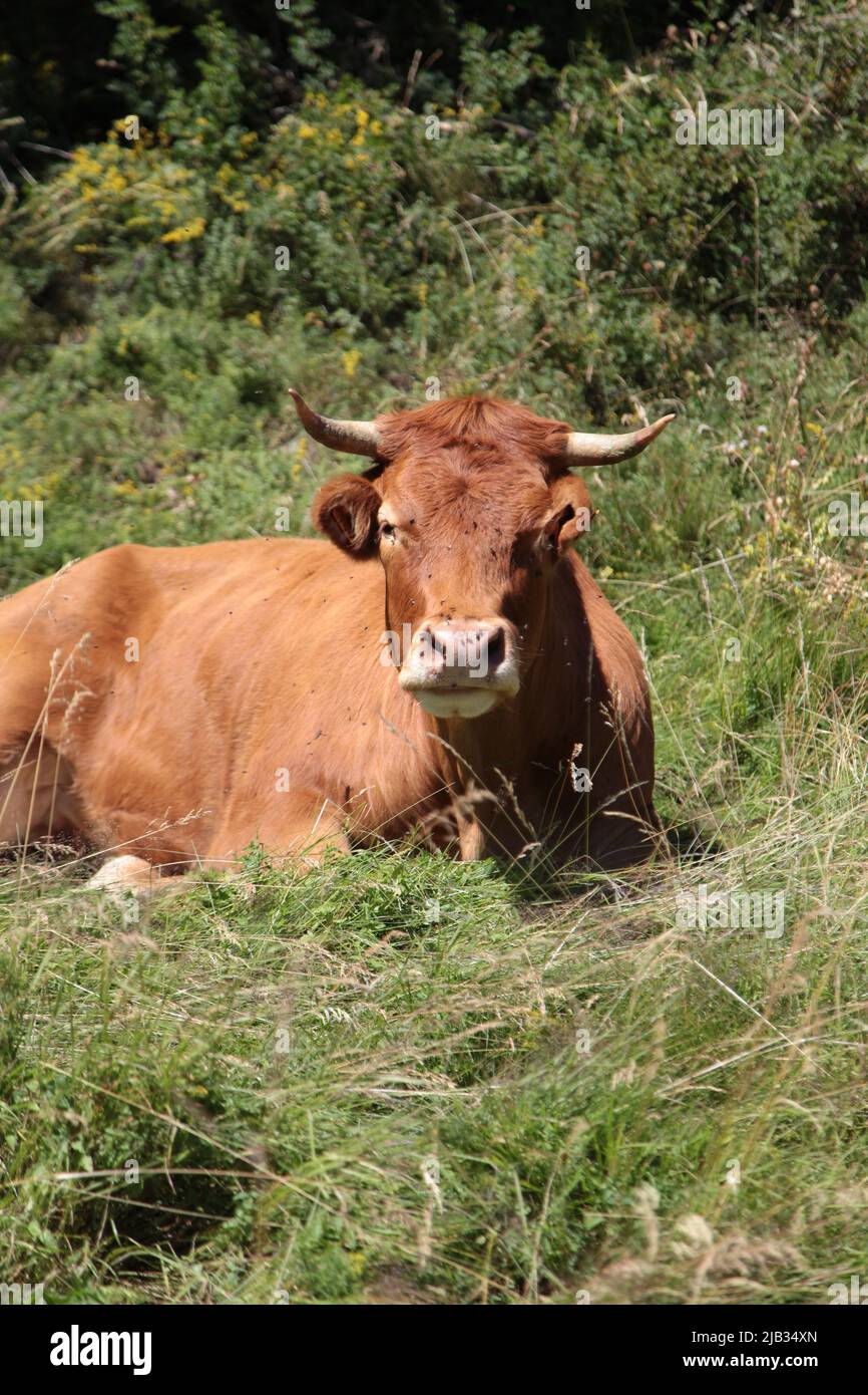 Portrait d'une tarine à Côté de l'arrivée de la gare de télésiège de Vars Sainte-Marie en été, Hautes-Alpes Foto Stock