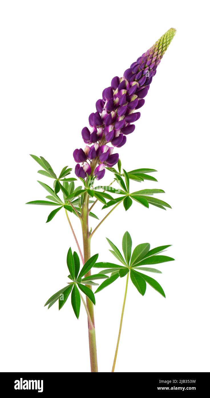 Fiore Lupin isolato su sfondo bianco. lupinus viola Foto Stock