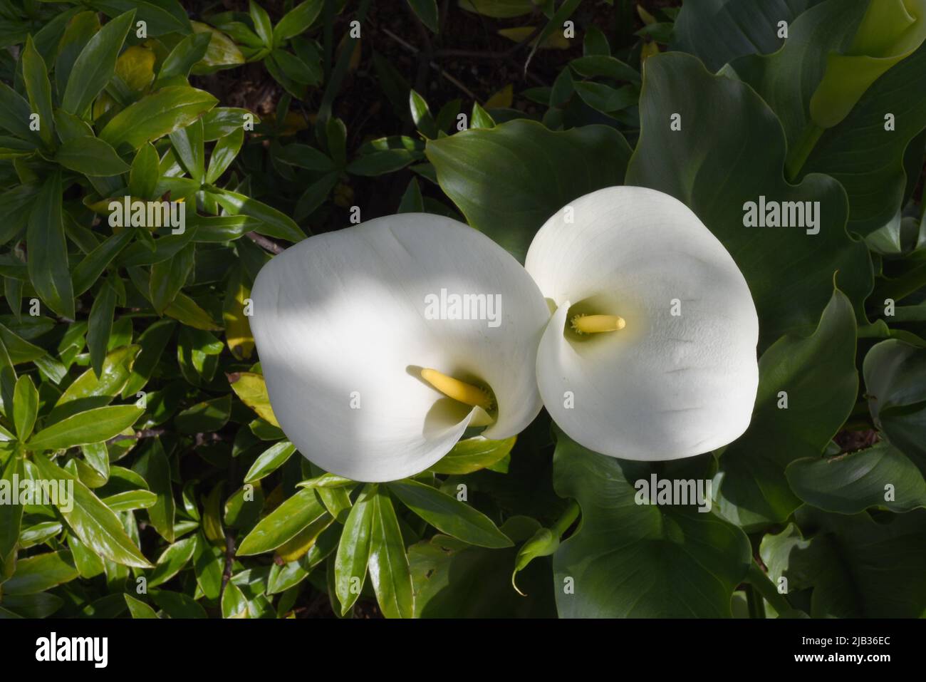 Guardando verso il basso su due fiori bianchi di calla giglio con le timens gialle e le foglie verdi sotto Foto Stock