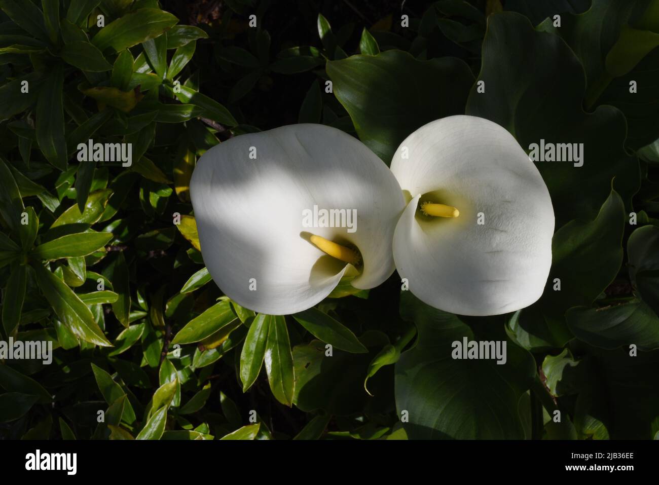 Guardando verso il basso su due fiori bianchi di calla giglio con le timens gialle e le foglie verdi sotto Foto Stock