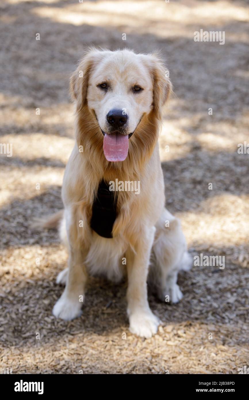 9-mesi-vecchio cucciolo Golden Retriever maschio seduto e guardando la macchina fotografica. Parco per cani al guinzaglio nella California settentrionale. Foto Stock