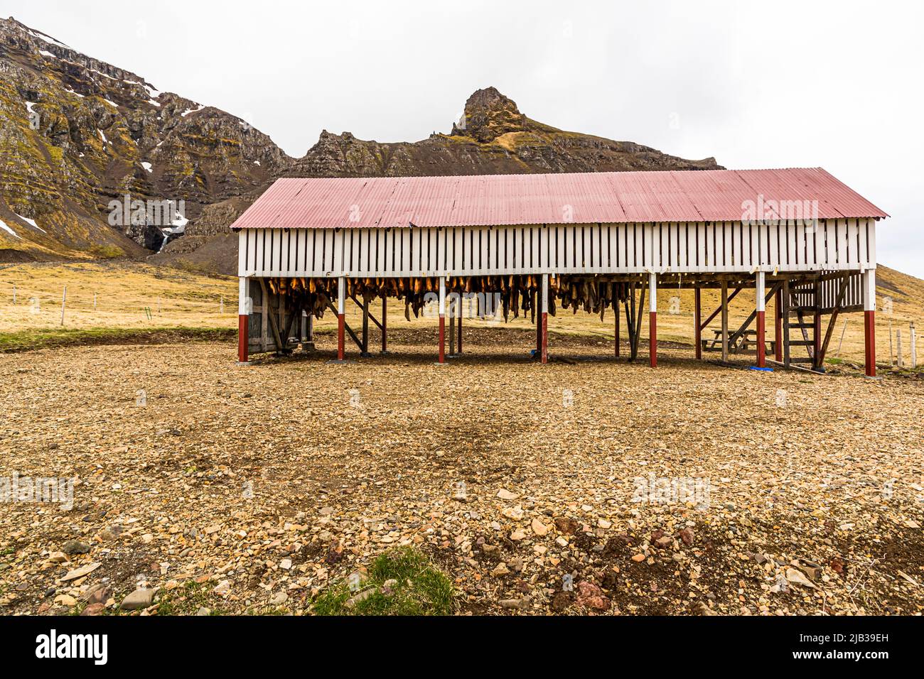 Al museo degli squali di Bjarnarhöfn, penisola di Snæfellsnes, in Islanda, la carne di squalo della Groenlandia pende ad asciugare sotto il tetto rosso di un capannone aperto, sullo sfondo di una parete montuosa frastagliata. Prima di ciò, la carne viene fermentata per sei-dodici settimane. Poi si asciuga per quattro mesi. Un odore pungente di ammoniaca circonda l’edificio. Il museo promette che qui, dice, il mistero dello squalo fermentato è risolto. Foto Stock