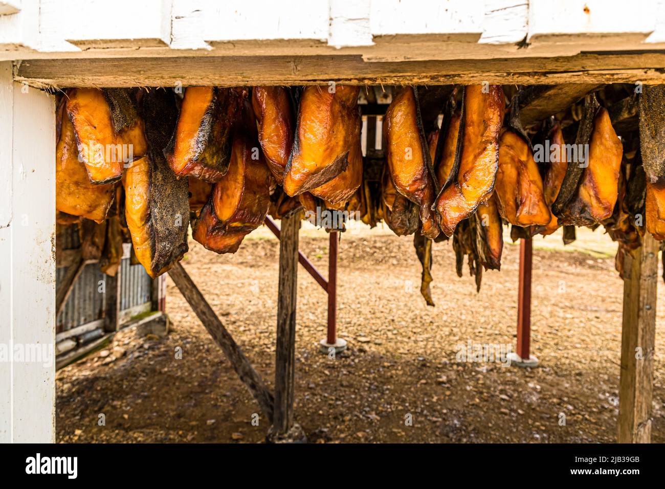 La carne di squalo della Groenlandia è appesa in file dense sotto il tetto del capannone di essiccazione al Bjarnarhöfn Shark Museum, penisola di Snæfellsnes, Islanda. Dopo alcuni giorni all'aria, il suo strato esterno diventa marrone. L'intero processo di essiccazione richiede quattro mesi. Il museo promette che qui, come dice, il mistero dello squalo fermentato è risolto. Foto Stock