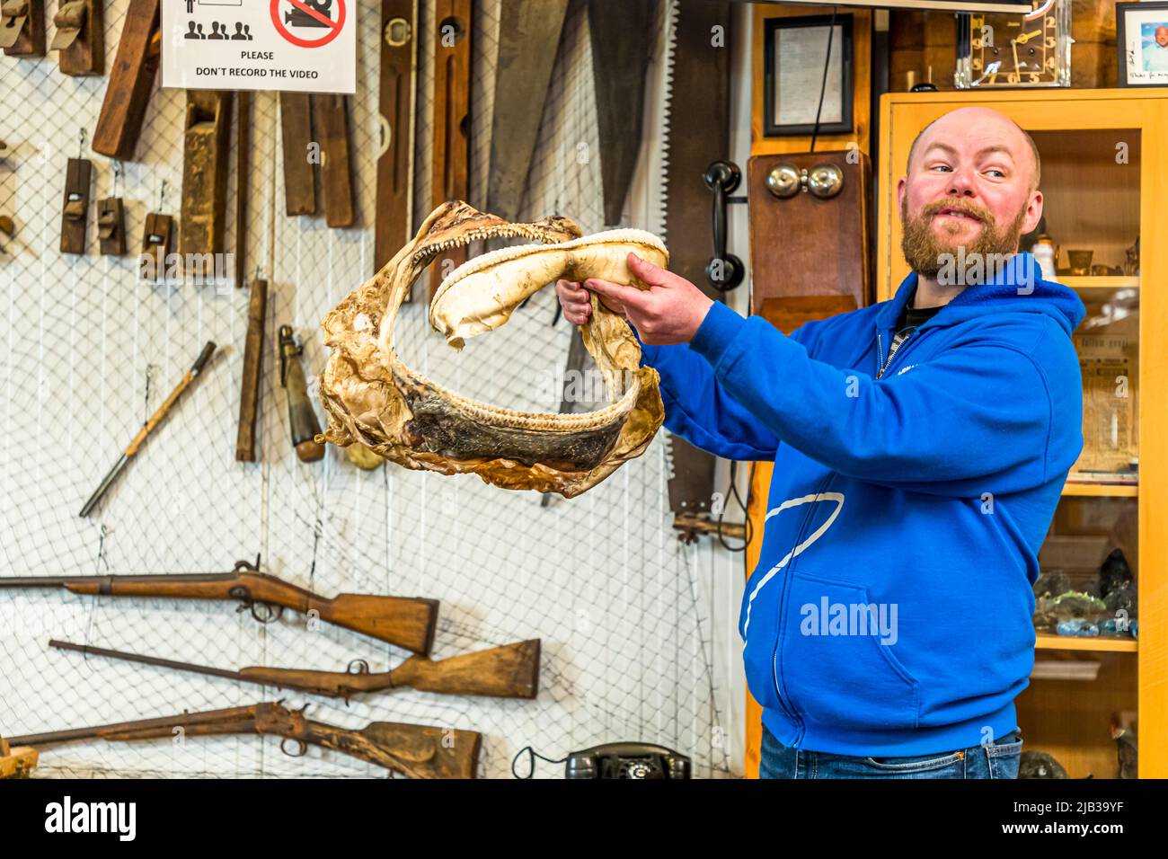 Guðjón Hildibrandsson è direttore del Museo degli squali di Bjarnahöfn, a conduzione familiare. Utilizza una bocca di squalo per dimostrare il comportamento di alimentazione degli squali. Bjarnarhöfn Iceland Shark Museum, dove si risolve il mistero dello squalo fermentato. Qui viene presentata la dentizione di uno squalo groenlandese Foto Stock