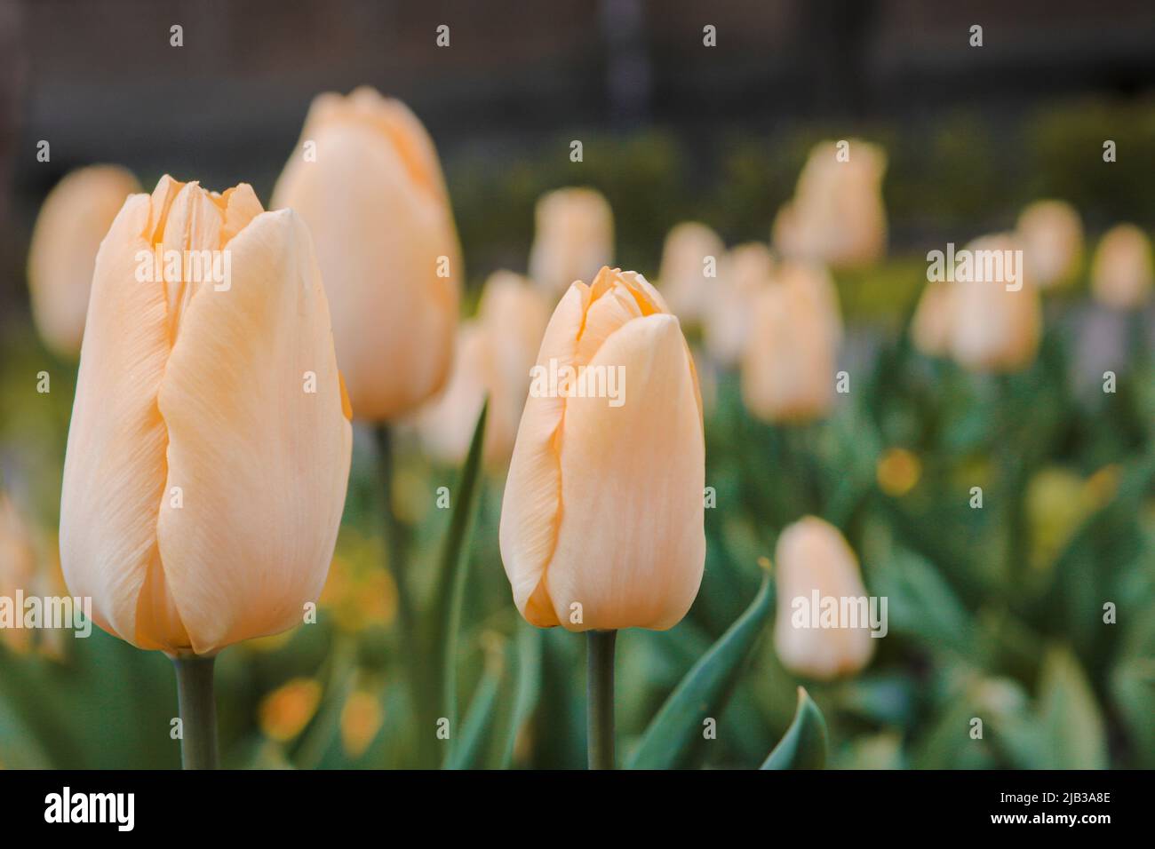 Fuoco selettivo - germogli di tulipani gialli da vicino. Foto Stock