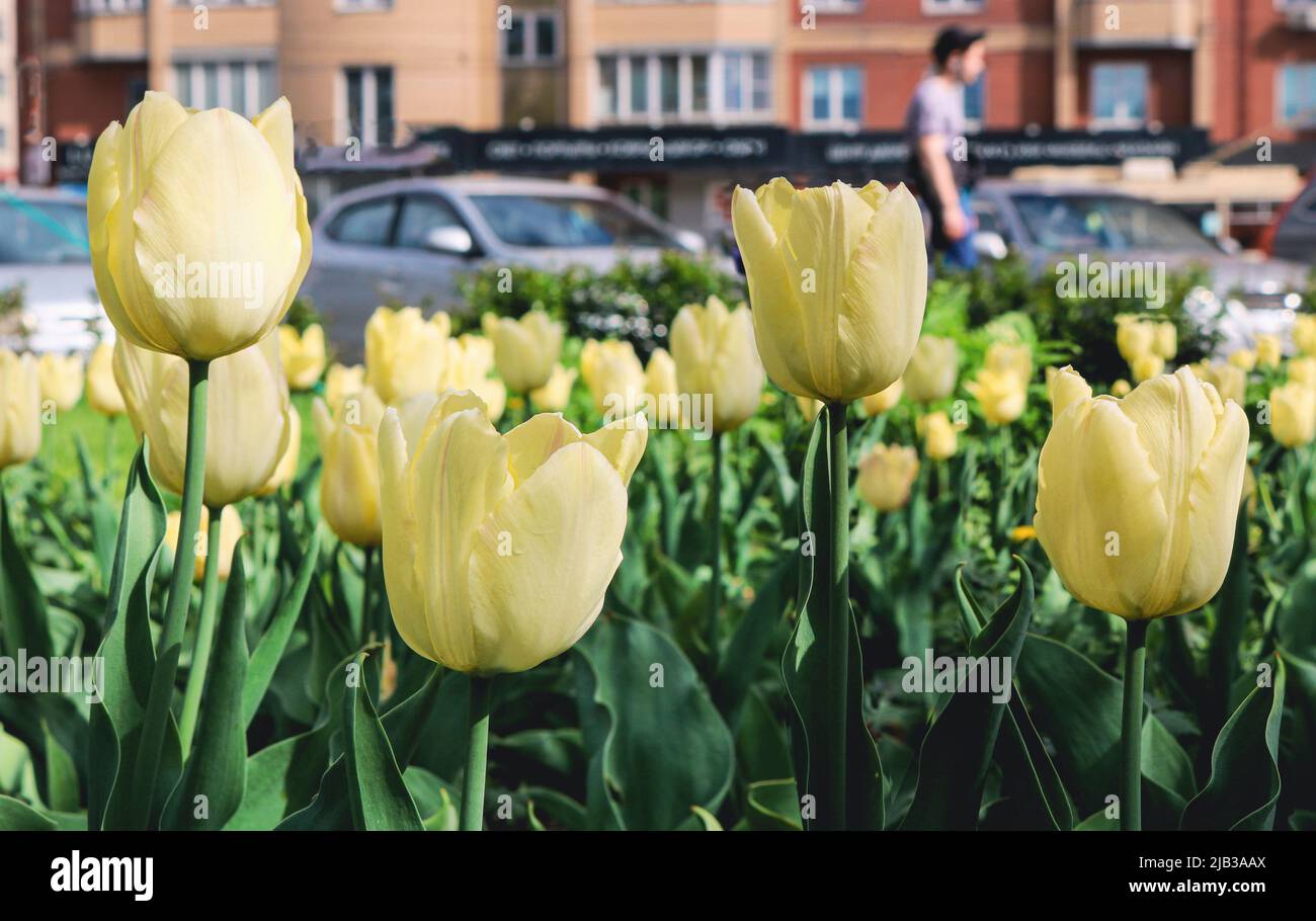 Gemme di tulipani gialli su uno sfondo sfocato di una strada della città. Giardinaggio in città. Messa a fuoco selettiva. Foto Stock