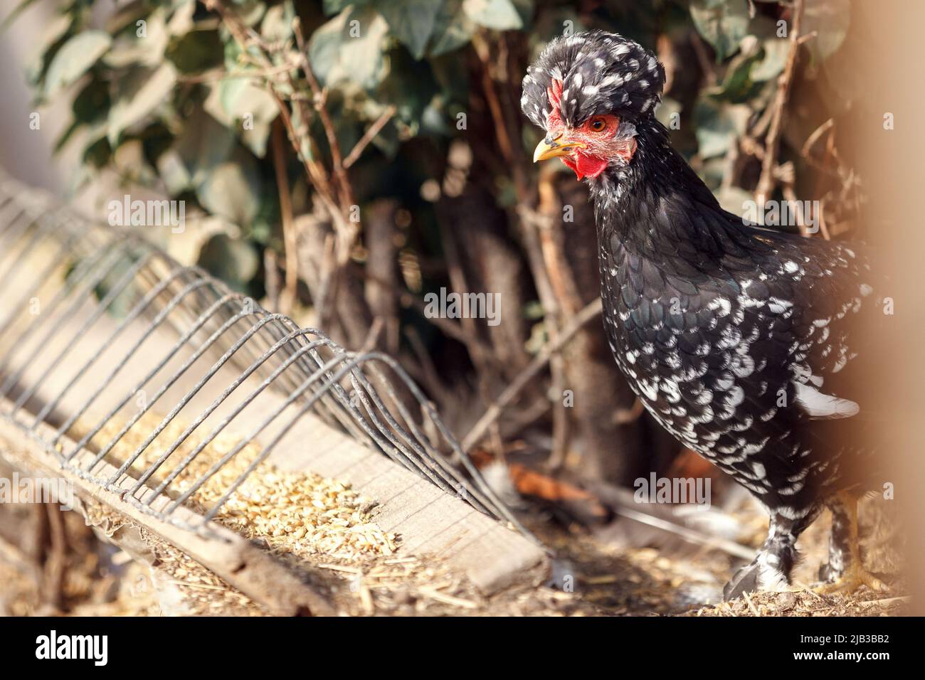 Mini gallina nera con una cresta all'alimentatore di grano Foto Stock