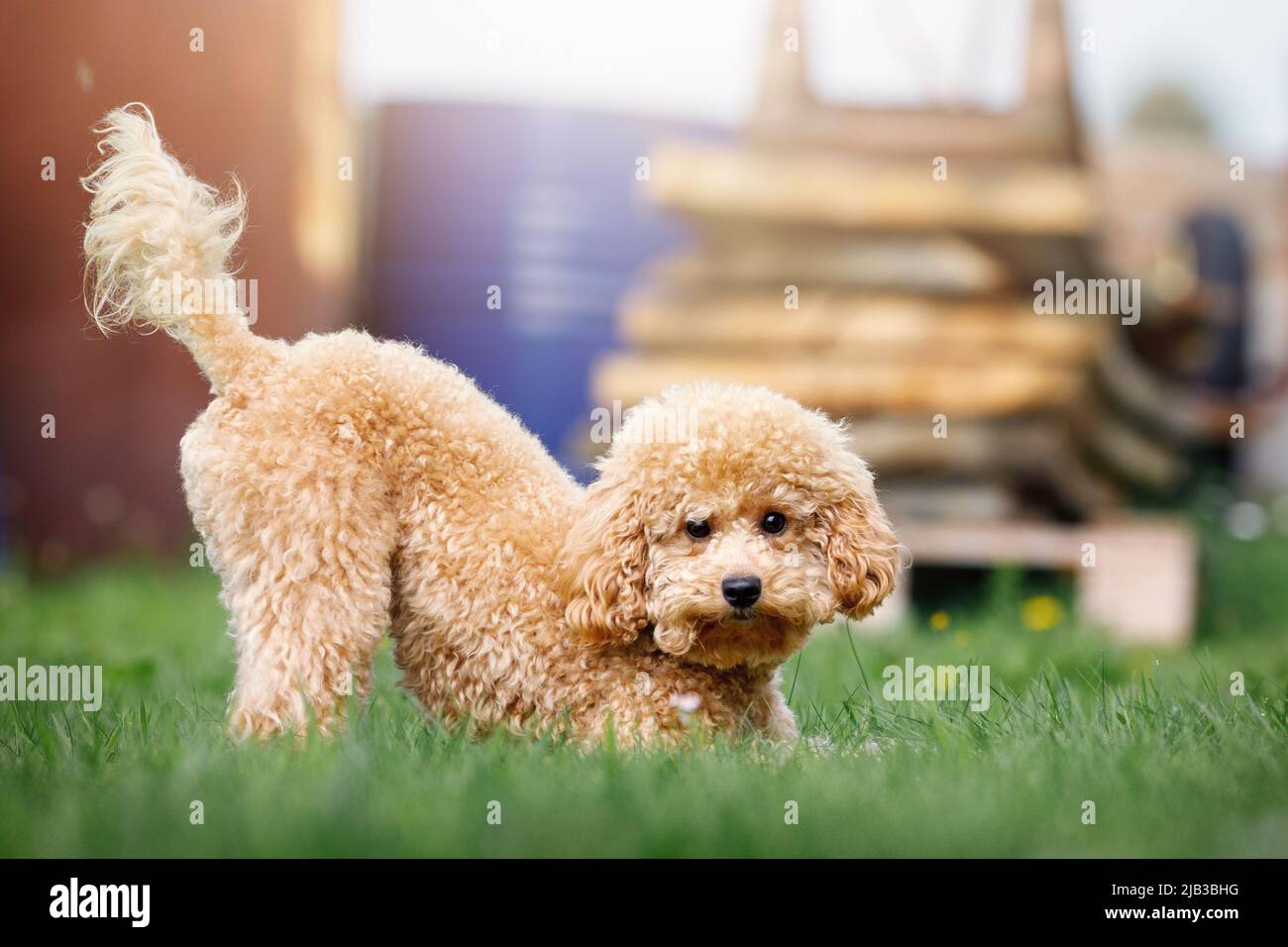 Un carino cucciolo marrone chiaro gioca mischievously nel cortile di una casa privata. Foto Stock