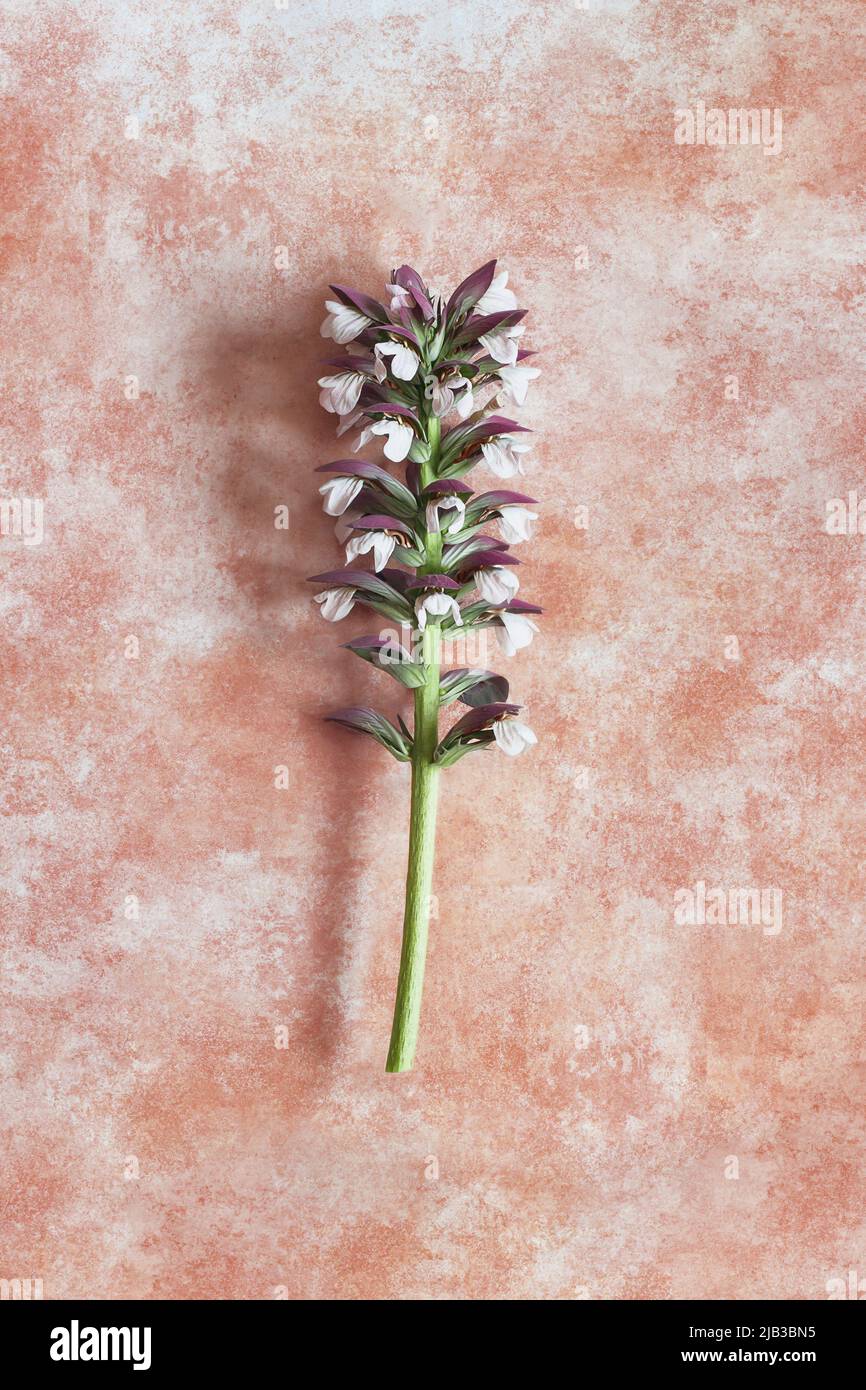 Acanthus mollis seme su uno sfondo astratto. Piante e botanica. Foto Stock