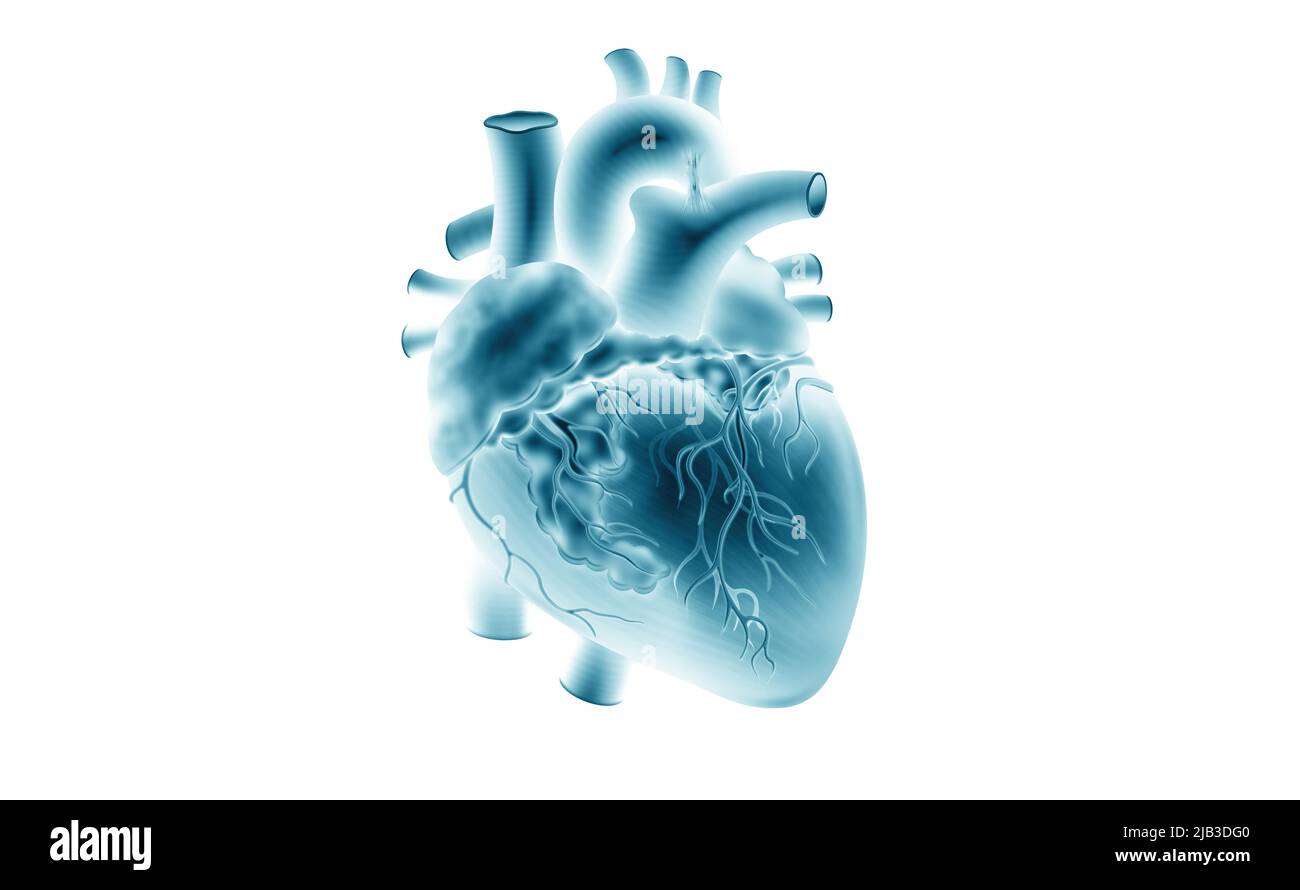 Modello di cuore umano. Immagine radiologica. 3d illustrazione su sfondo isolato. Medicina, biologia, cardiologia, transplantologia Foto Stock