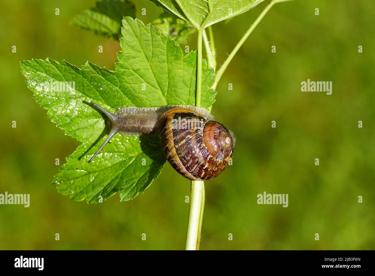 Lumaca giardino (Cornu aspersum) strisciando su un ramoscello e foglia di curry. Le lumache di terra della famiglia (Helicidae). Primavera, giugno, giardino olandese. Foto Stock