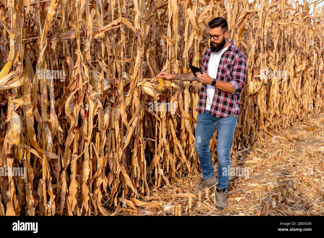 Coltivatore o agronomo in piedi in un campo di mais, tenendo un computer tablet, stimando la resa di grano dorato prima del raccolto. Foto Stock