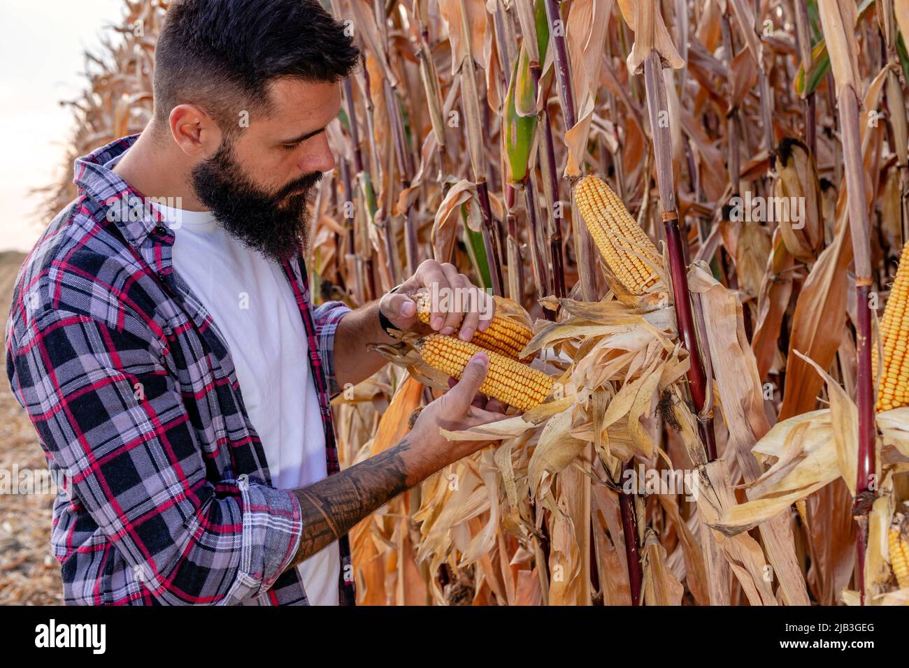 Coltivatore o agronomo in piedi in un campo di mais esaminando e stimando la resa del grano maturo d'oro prima del raccolto. Foto Stock