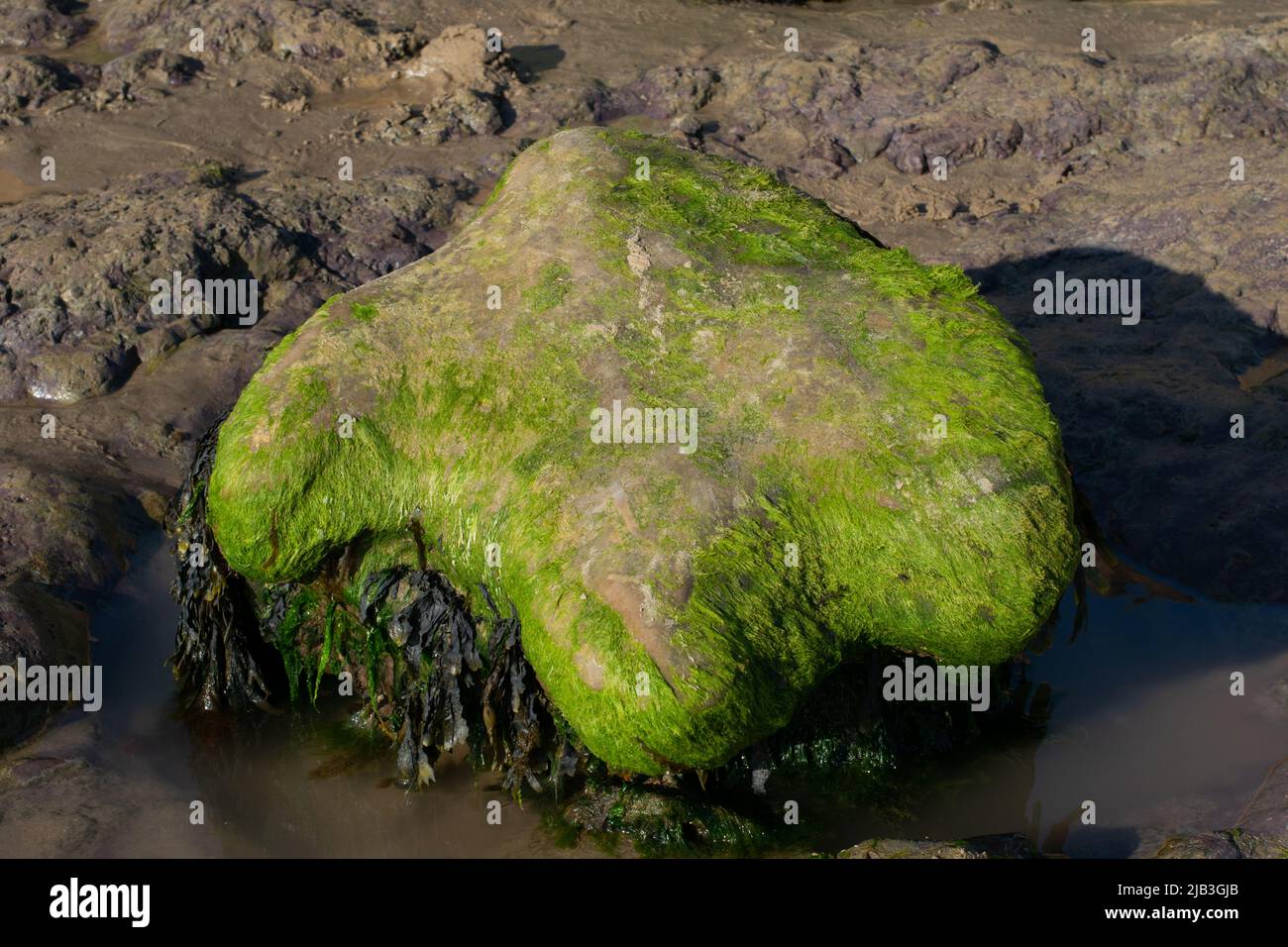 Fossile di impronta di dinosauro a bassa marea. Iguanadon. Hannover Point, Compton Beach, Isola di Wight, Regno Unito Foto Stock