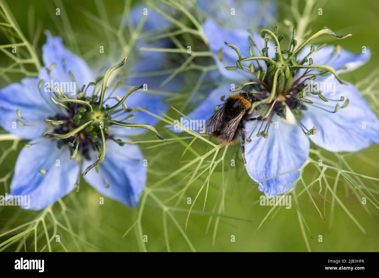 Love-in-a-Mist aka, Nigella damascena e Bee Foto Stock