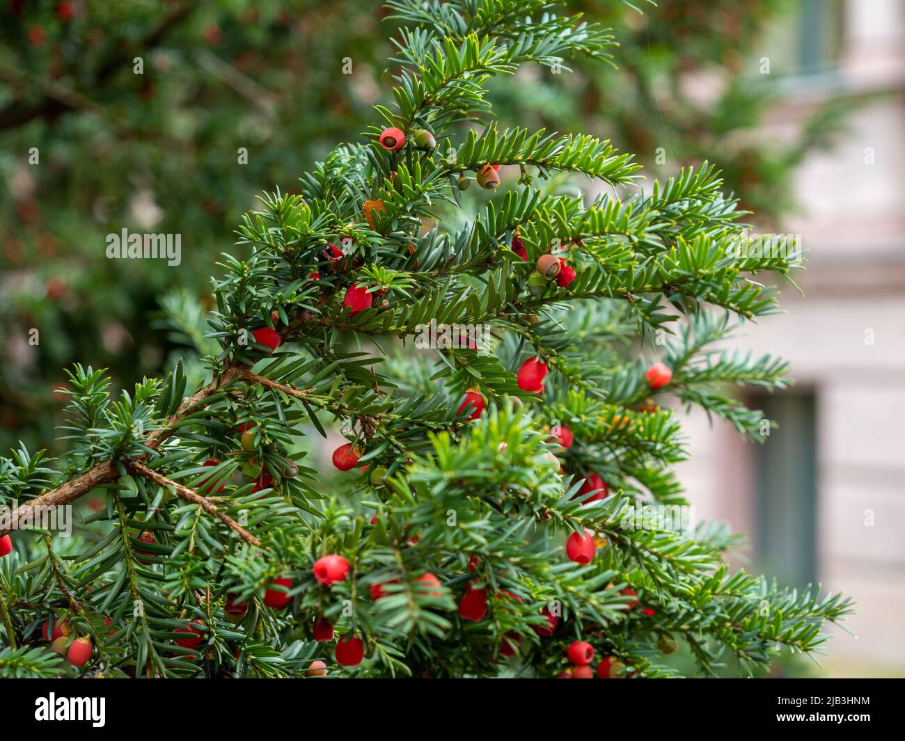 Bacche di tasso. Bacche di tasso rosso brillante su rami giovani di un cespuglio verde primo piano. Foto di alta qualità Foto Stock