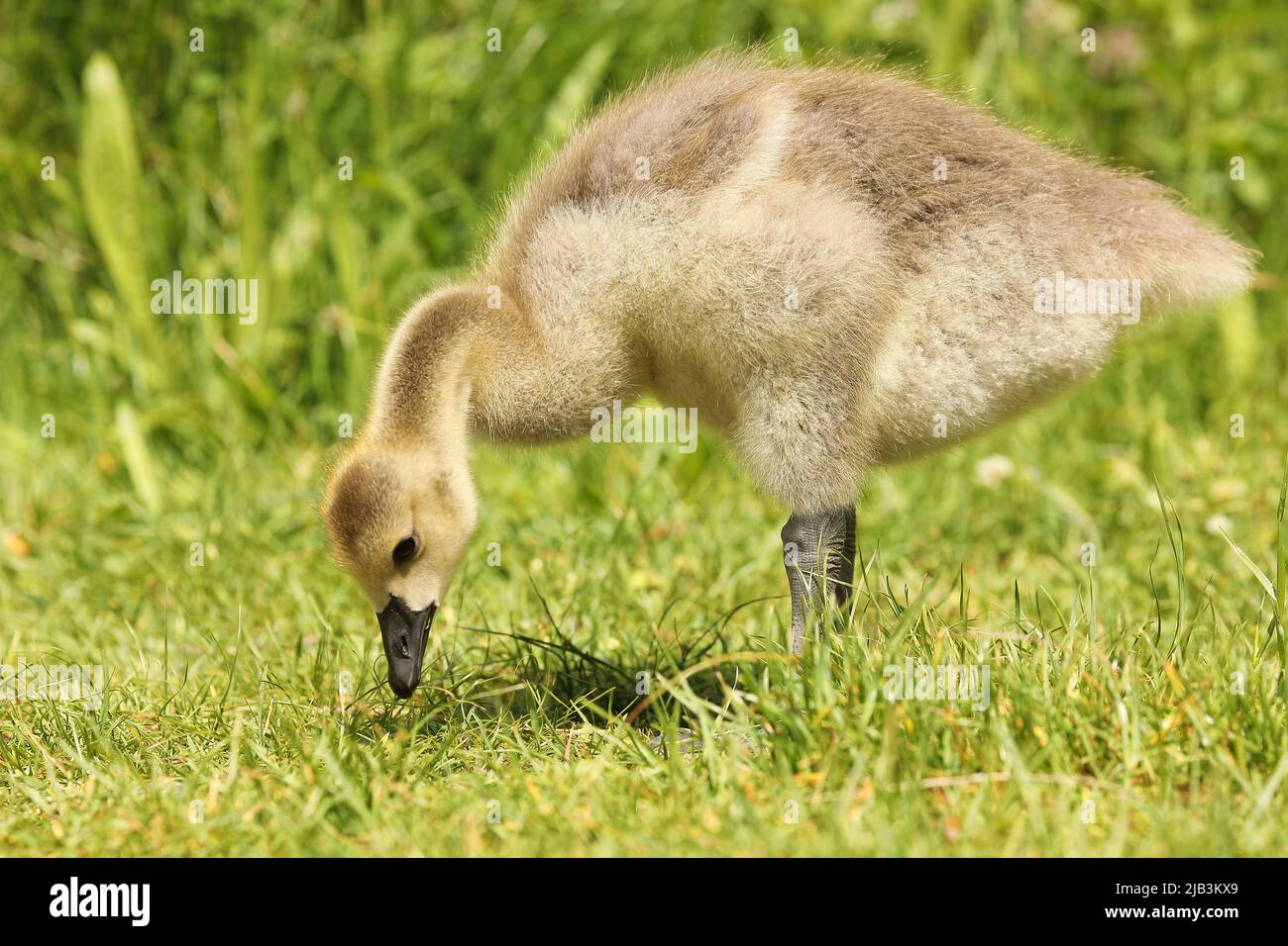 Primo piano di un gosling dell'oca canadese in piedi nell'erba Foto Stock