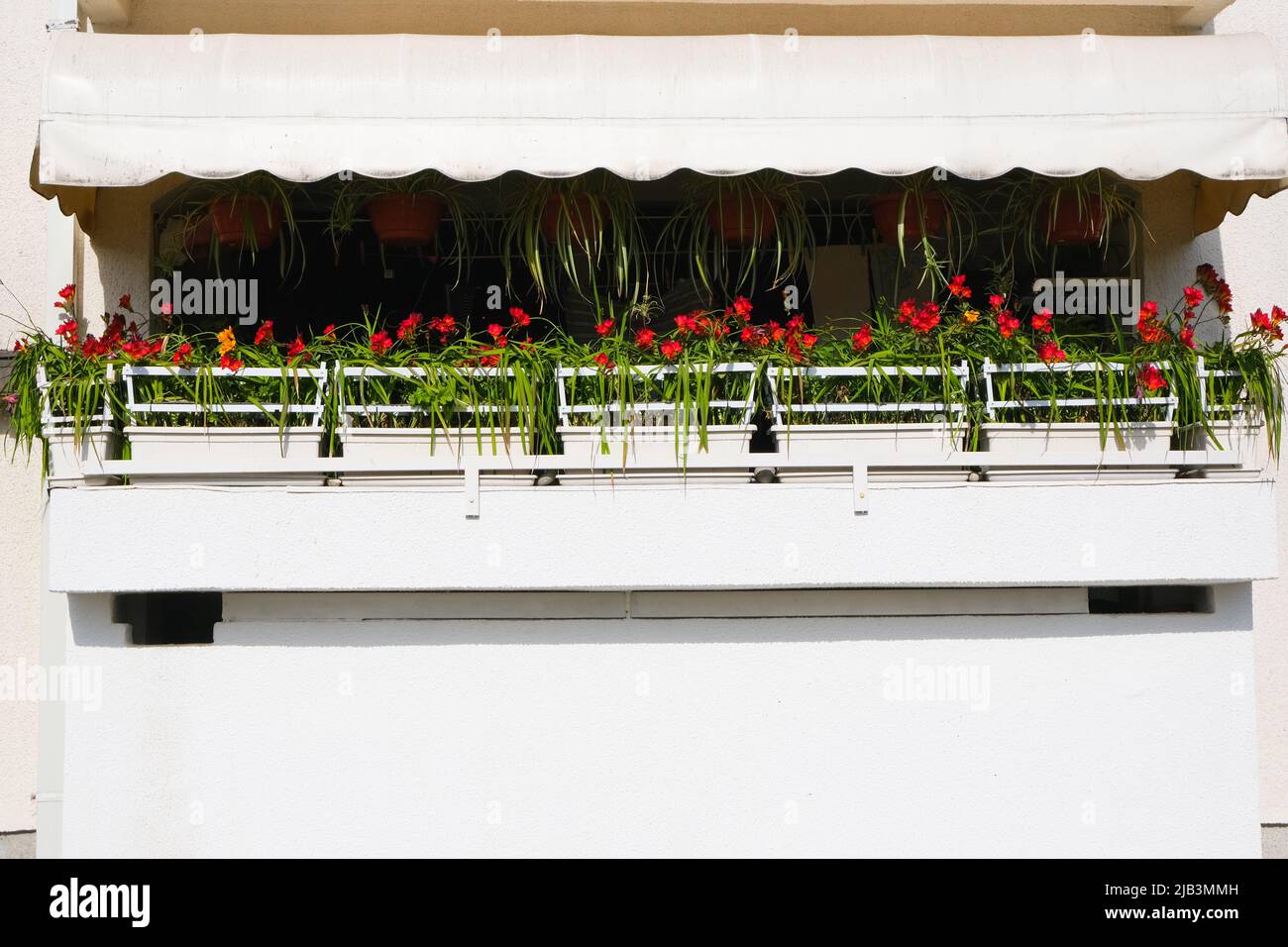 decorazioni per giardinaggio in casa con fiori rossi in aiuole su sfondo bianco del balcone. decorazioni floreali originali minimal Foto Stock