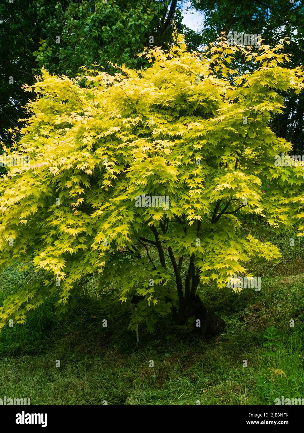 Verde-giallo vegetazione estiva del piccolo ed elegante albero, Acer palmatum 'Orange Dream' Foto Stock