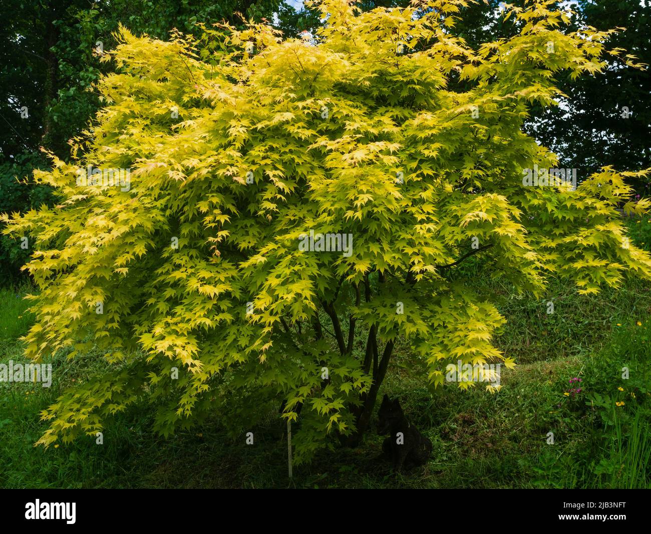 Verde-giallo vegetazione estiva del piccolo ed elegante albero, Acer palmatum 'Orange Dream' Foto Stock