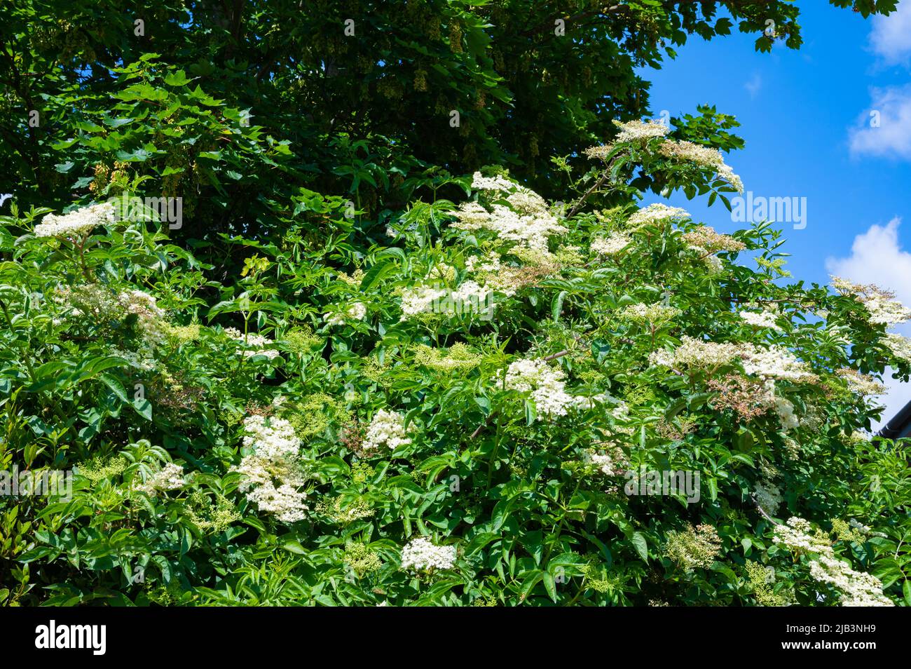 Grappoli di elderflowers bianchi che crescono su un albero di anziano (Sambucus nigra), AKA European Black Elderberry, a fine primavera (giugno) nel Sussex occidentale, Regno Unito. Foto Stock