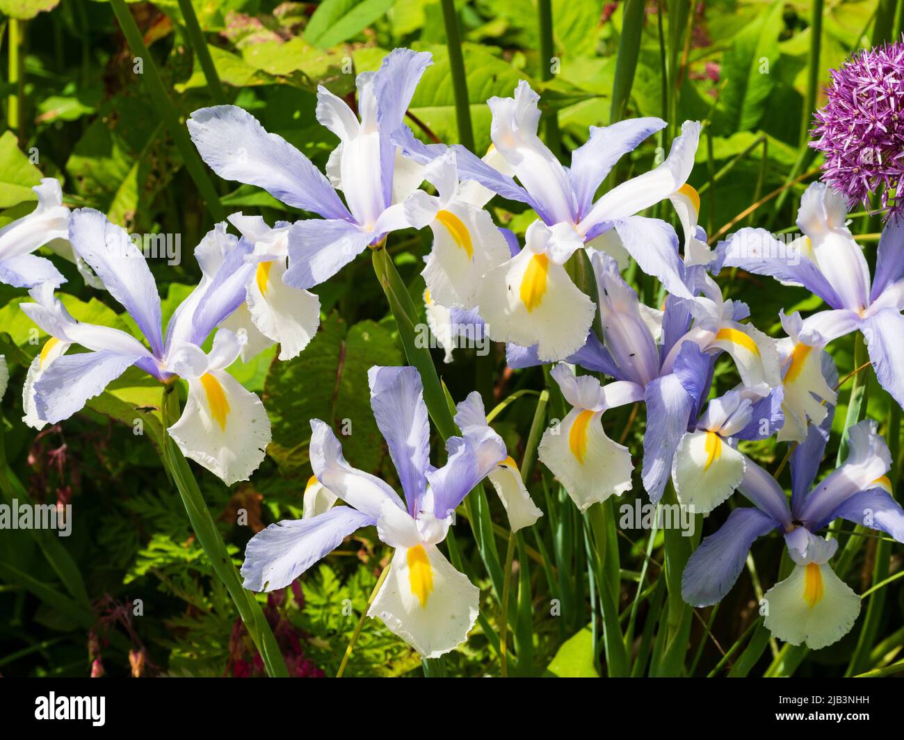 Fiori bianchi e blu della prima estate bulbo ardito fiorente, Iris x hollandica argentea bellezza Foto Stock