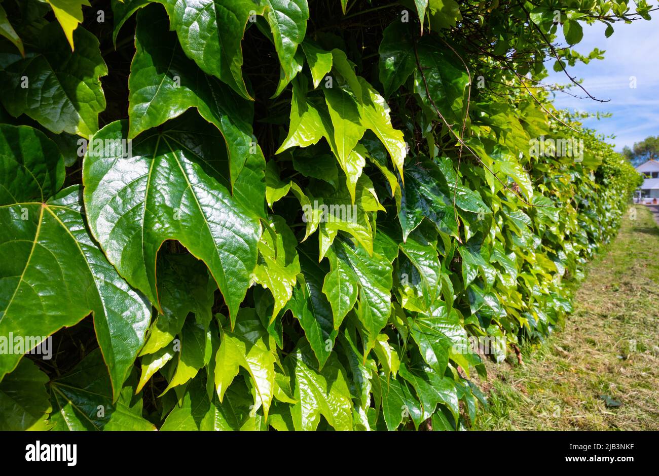 Vitigni del superriduttore giapponese (Parthenocissus tricuspidata), AKA Boston edy, edera d'uva, edera giapponese & Woodbine che crescono su un muro in primavera in Inghilterra, Regno Unito Foto Stock