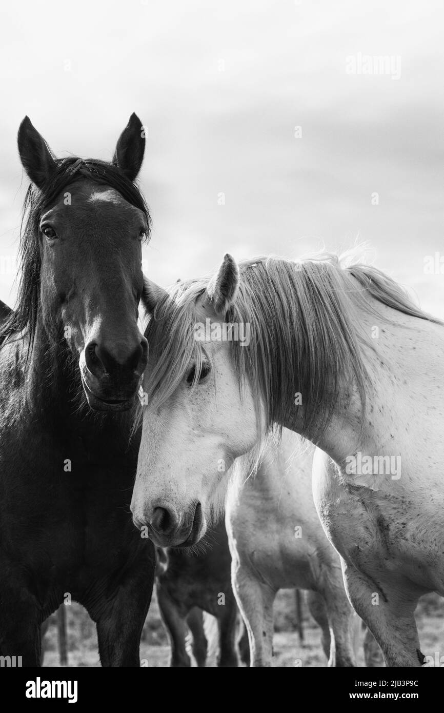 Colorato gregge di cavalli American Ranch che sono arrotondati in su per muoversi ai pascoli estivi ad un ranch in Colorado. Foto Stock
