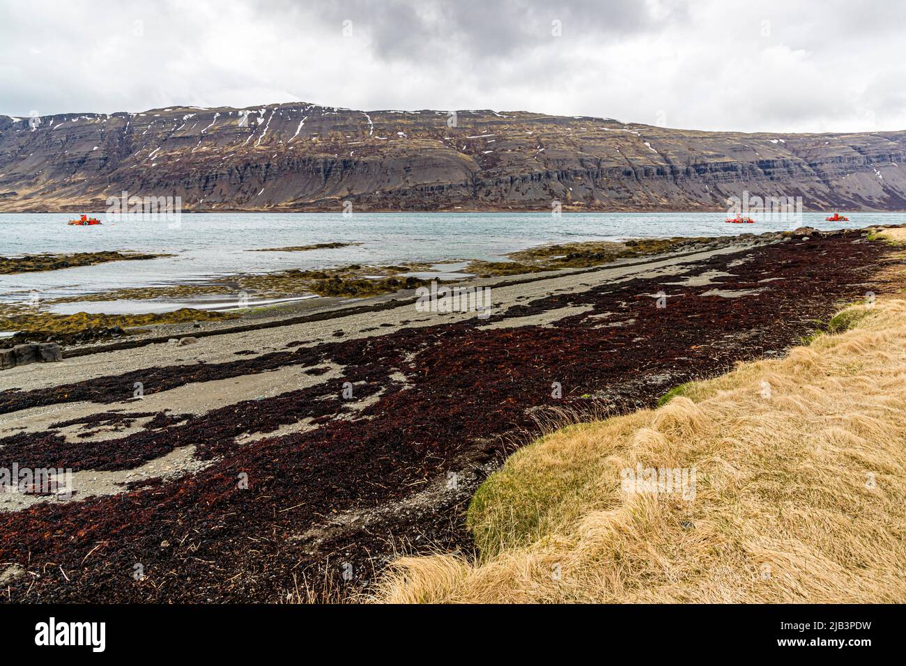 Raccolta delle alghe marine nei Westfjords islandesi Foto Stock