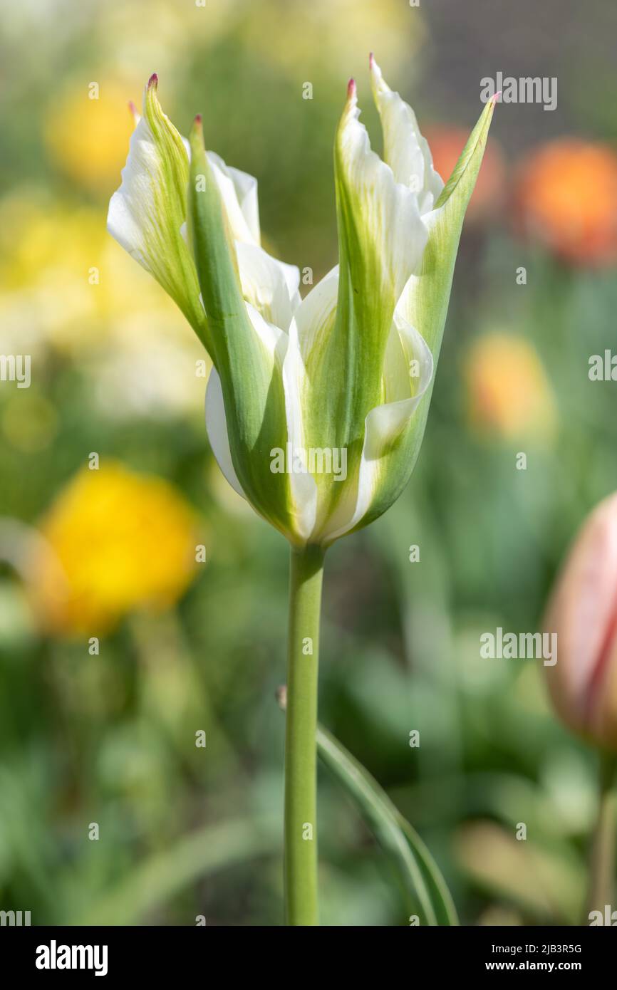 Primo piano di un tulipano verde e bianco (tulipa gesneriana) fiore in fiore Foto Stock