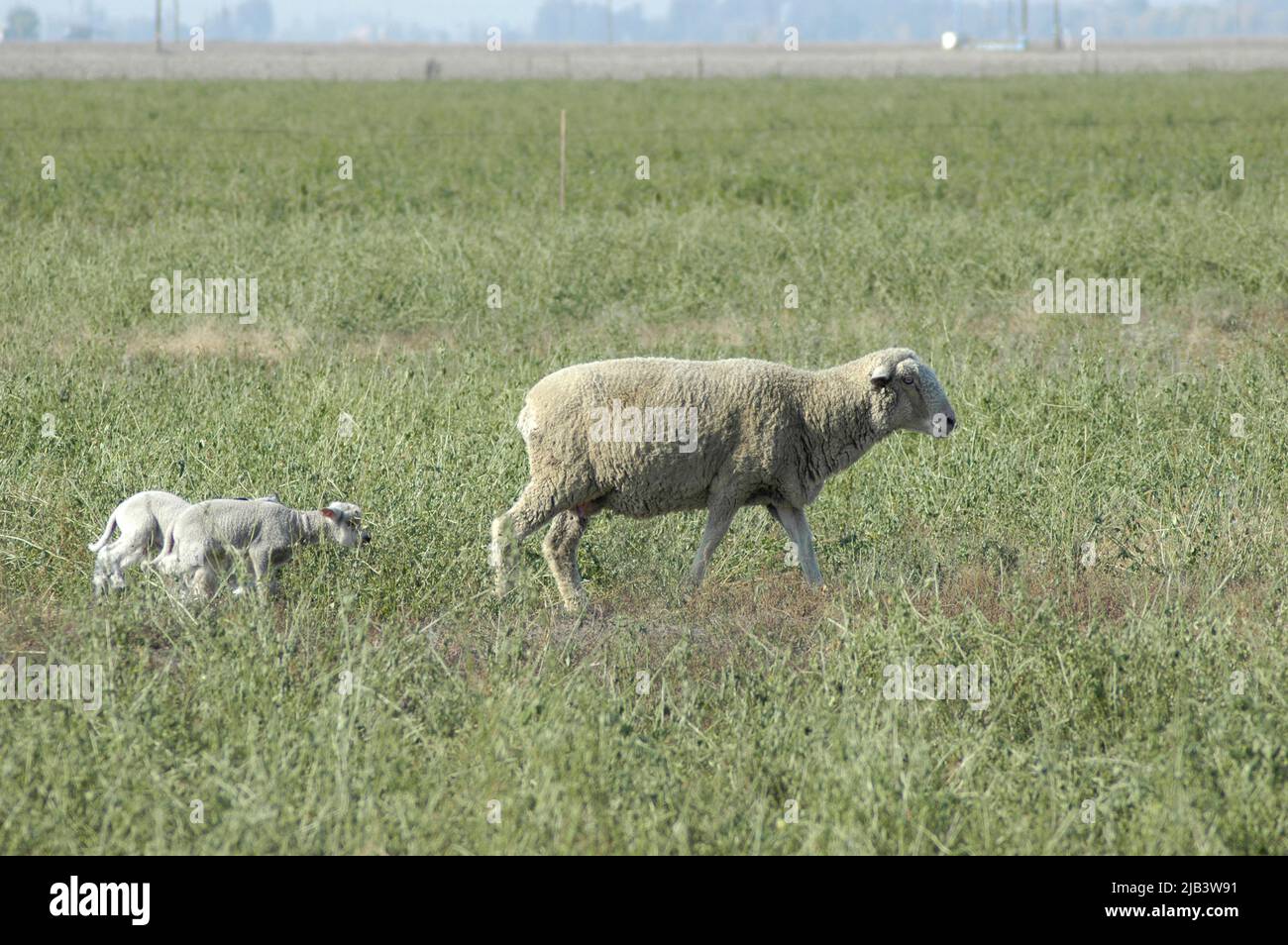 Pecora con i suoi agnelli sulla fattoria in California ca valle centrale Arvin Bakersfield sollevato per la carne per mangiare Foto Stock