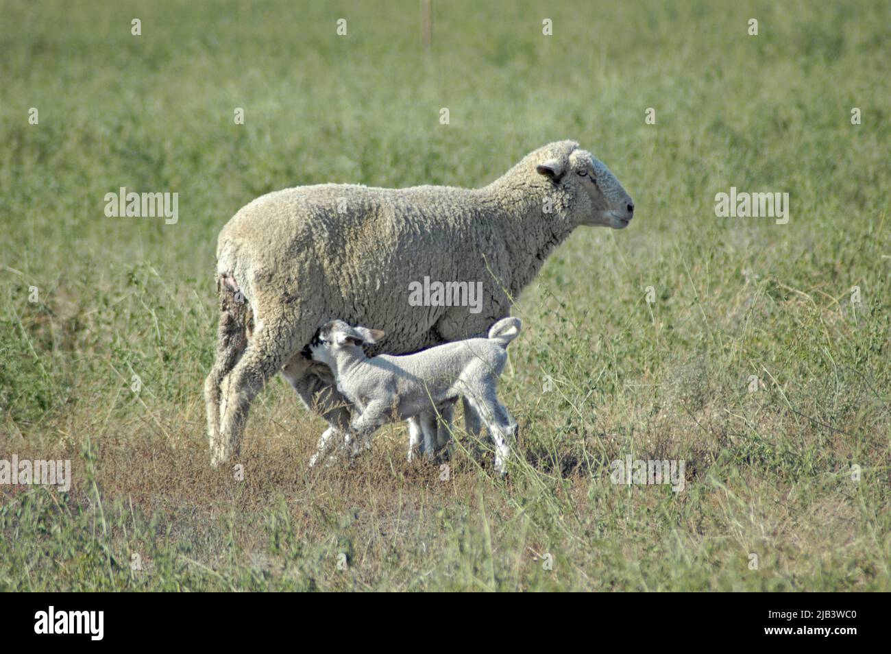 Pecora con i suoi agnelli sulla fattoria in California ca valle centrale Arvin Bakersfield sollevato per la carne per mangiare Foto Stock