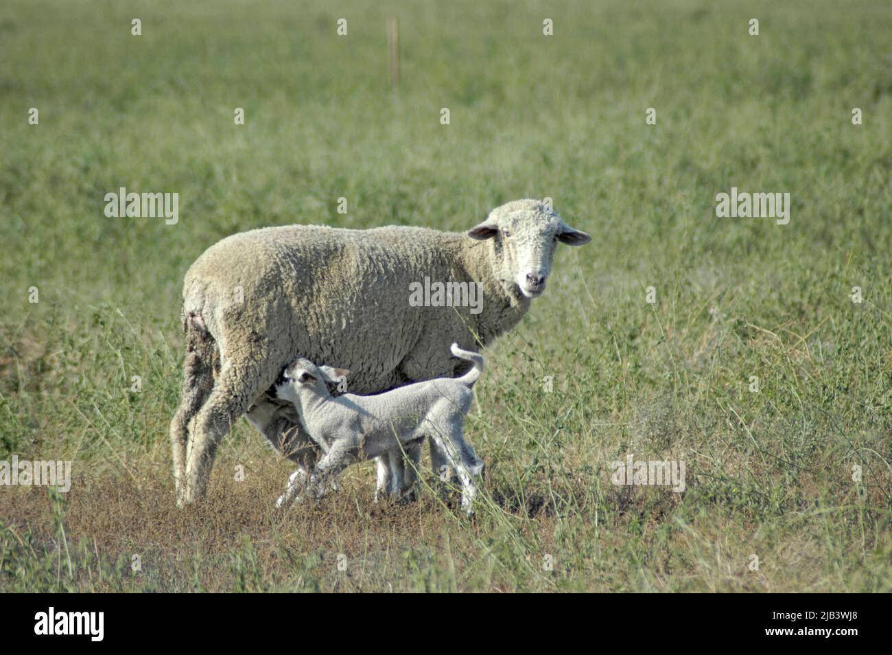 Pecora con i suoi agnelli sulla fattoria in California ca valle centrale Arvin Bakersfield sollevato per la carne per mangiare Foto Stock