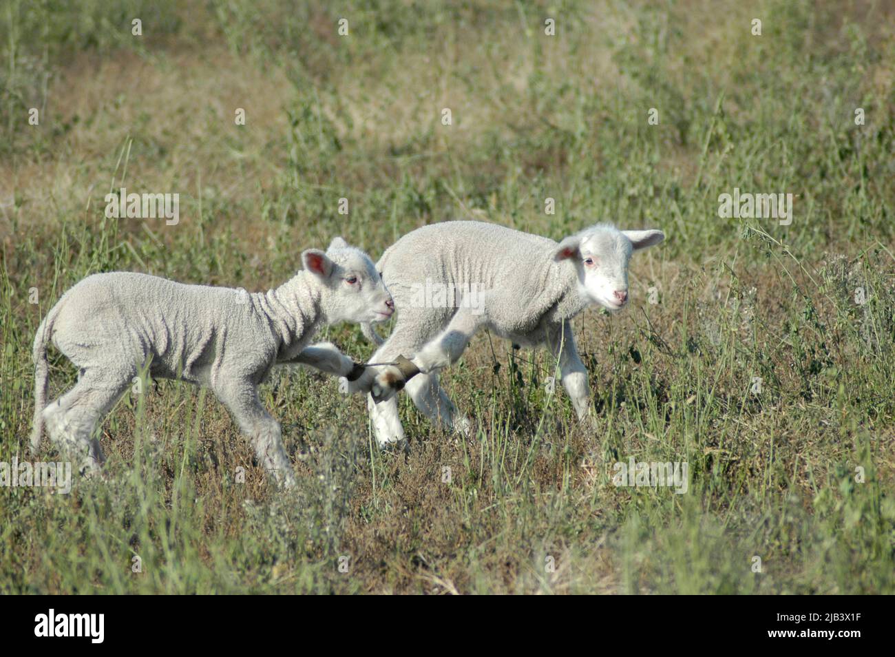 Pecora con i suoi agnelli sulla fattoria in California ca valle centrale Arvin Bakersfield sollevato per la carne per mangiare Foto Stock