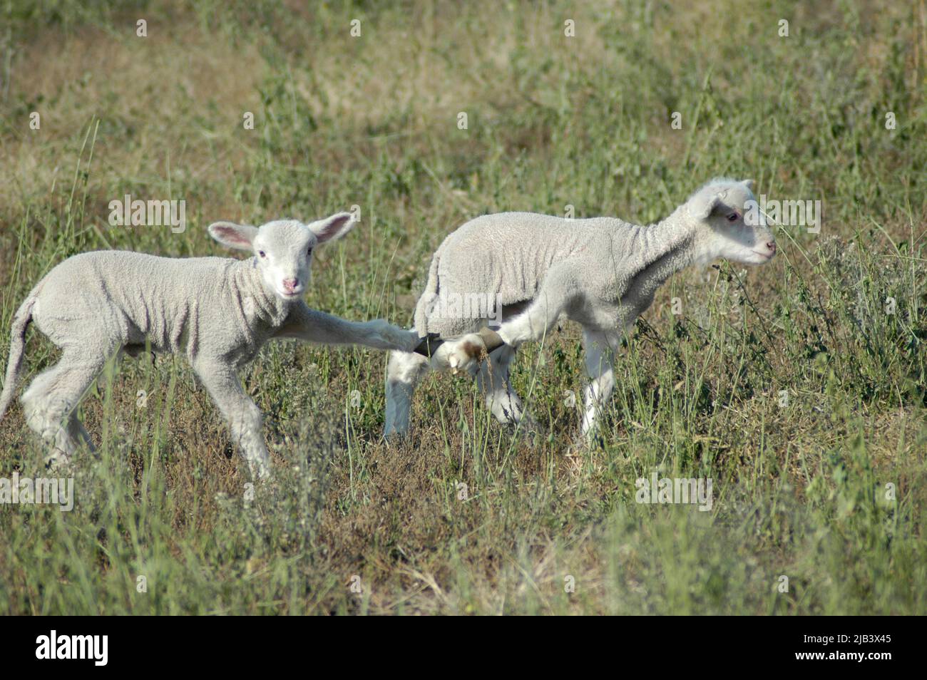 Pecore con i suoi agnelli in fattoria in California CA Central Valley Arvin Bakersfield allevati per la carne per mangiare sono legati insieme per l'allattamento Foto Stock