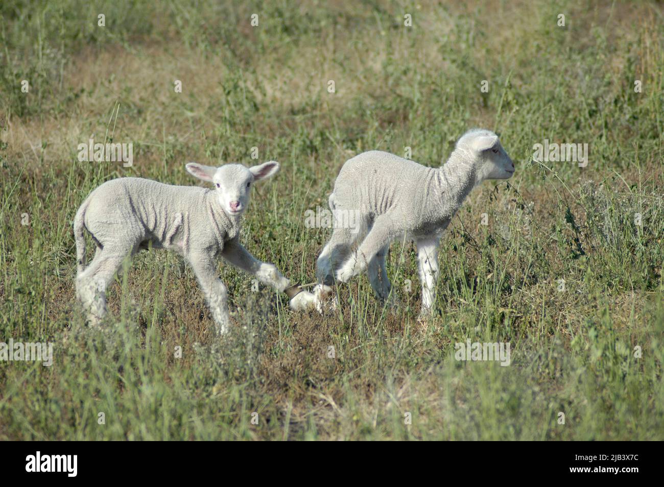 Pecora con i suoi agnelli sulla fattoria in California ca valle centrale Arvin Bakersfield sollevato per la carne per mangiare Foto Stock