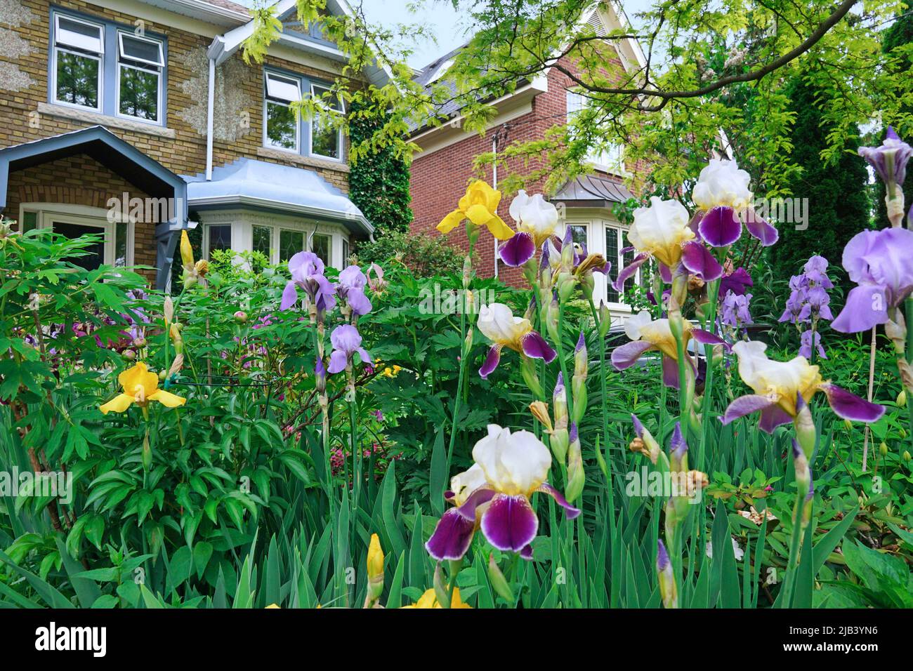 Giardino con profuse multicolore iris Foto Stock